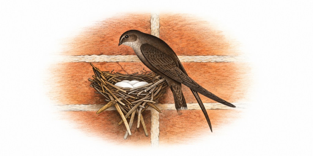 1822 image of a Chimney Swift, credited to Edwin L. Sheppard (American, ?-1904)