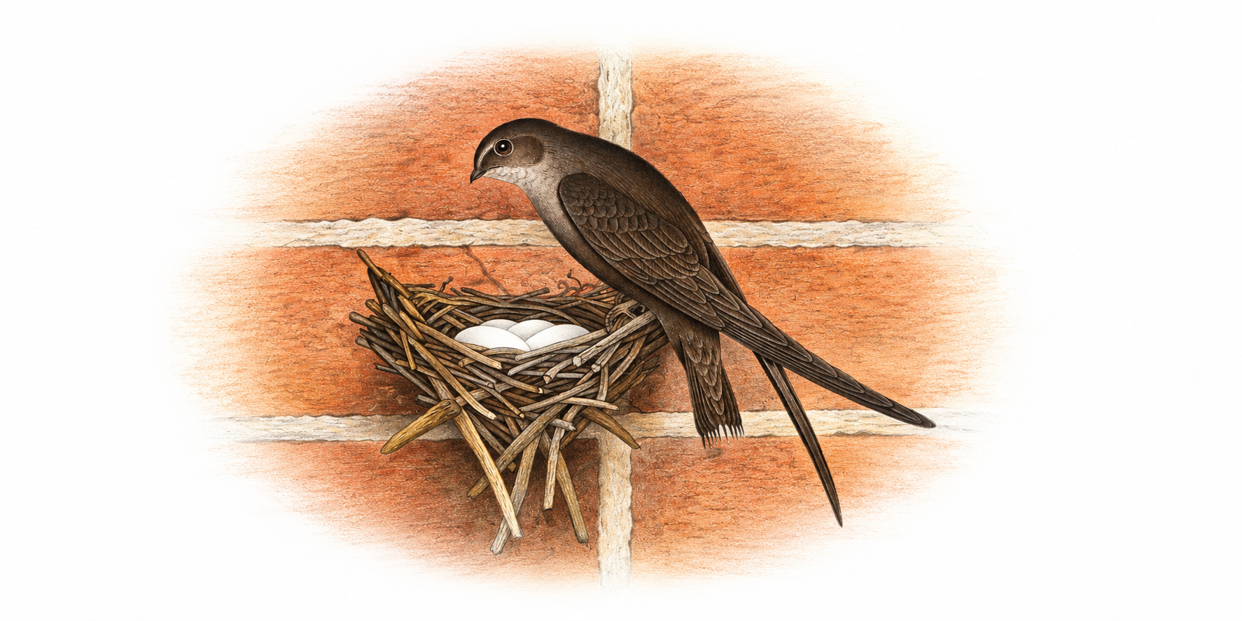 Chaetura Canyon Bird Sanctuary – A Local Treasure