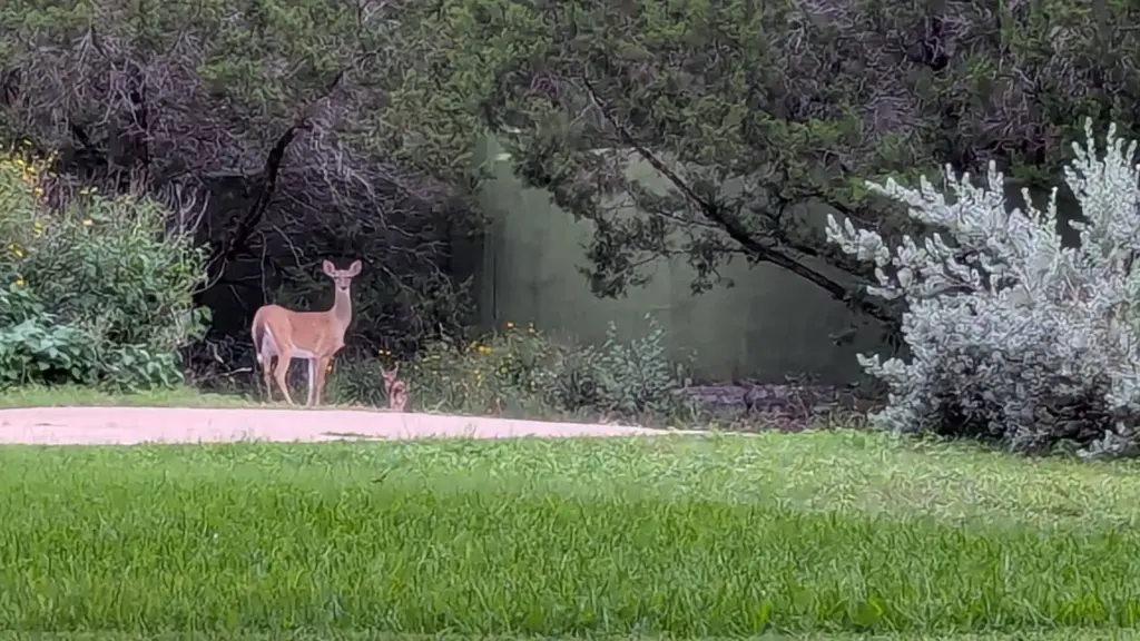 White-tailed deer and fawn standing near a wooded pond in Apache Shores.