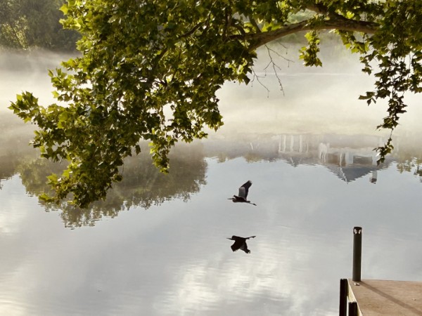 LanceRosenfield--doc-birds-lakeside-house-reflections