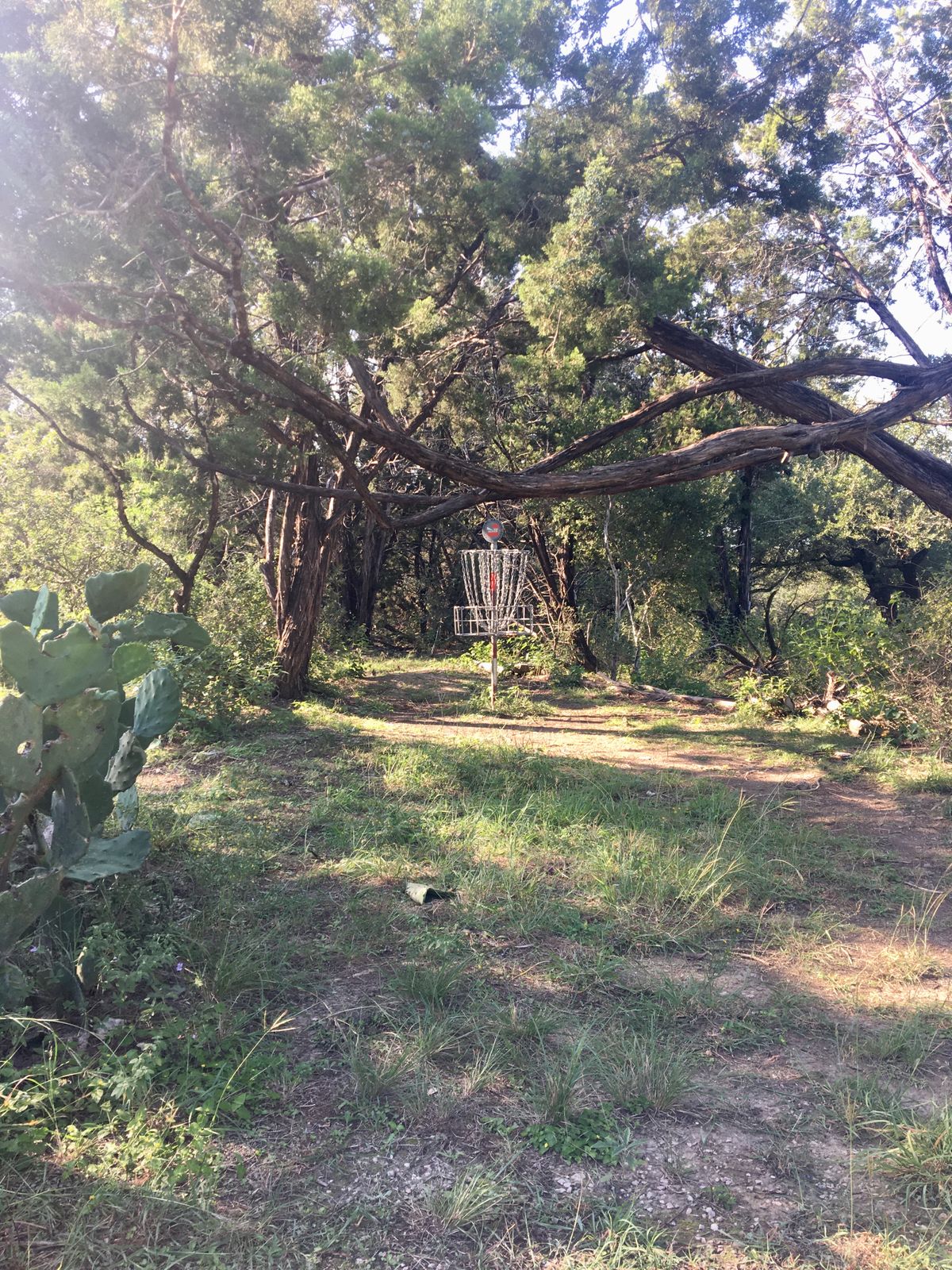 Disc golf basket beneath sprawling cedar branches on the wooded Badlands Disc Golf Course, with prickly pear cactus, native vegetation, and a narrow clearing leading to the basket.