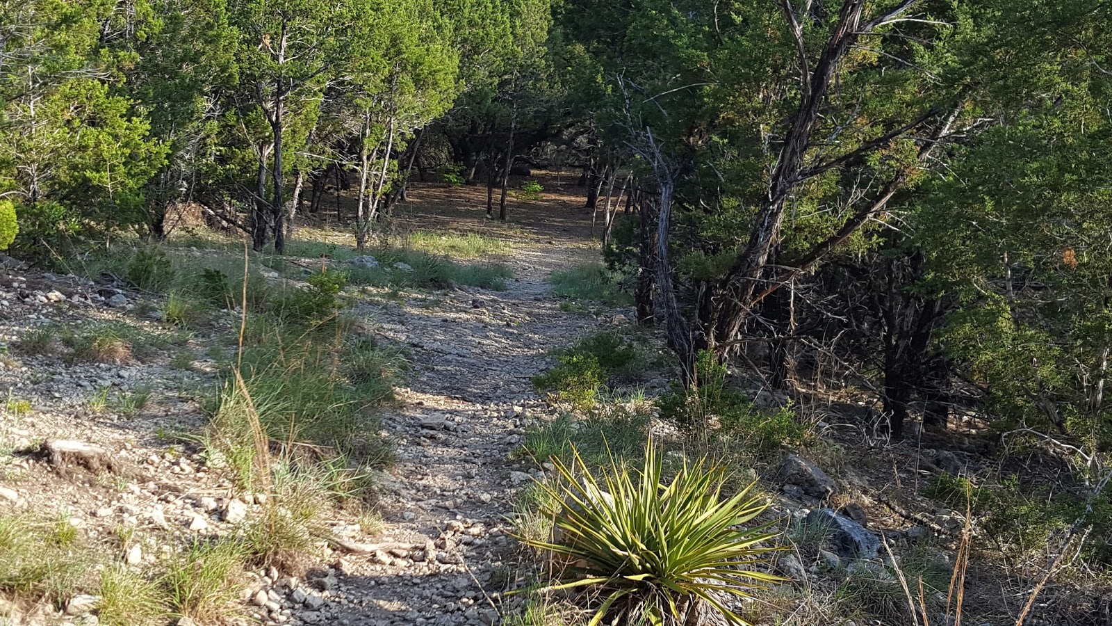 View along part of the Badlands Disc Golf Course in Apache Shores, with a rocky limestone path winding through cedar trees and native Hill Country vegetation.
