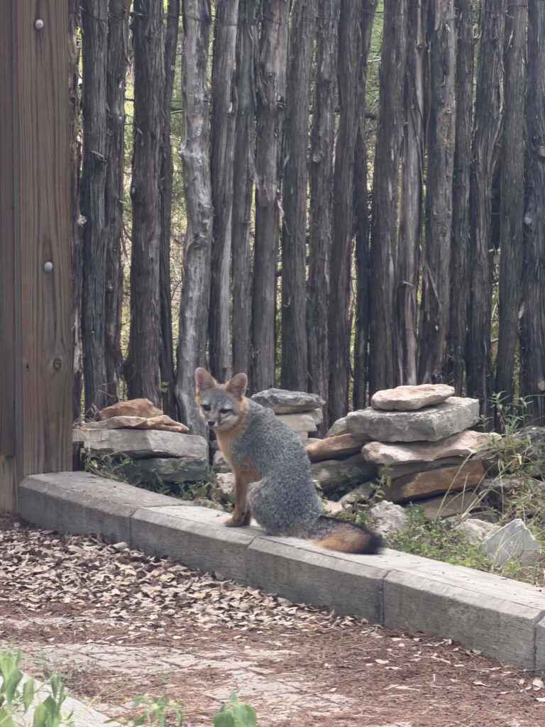 Gray fox sitting on a low stone border in a wooded Apache Shores yard.